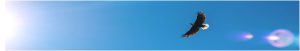 Raise Your Spiritual IQ: Guest Chat for those new to the teachings of ECKANKAR